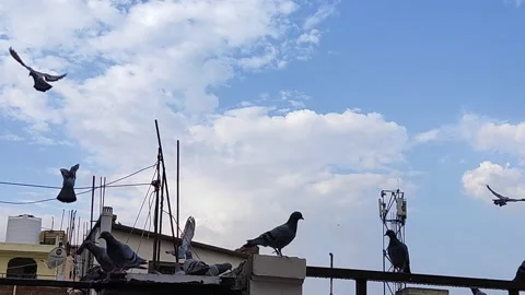 Flock of pigeons birds Stock Footage 132080965