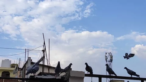 Flock of pigeons birds Stock Footage 132080967