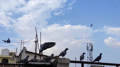 Flock of pigeons birds Stock Footage 132080968