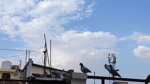 Flock of pigeons birds Stock Footage 132080969