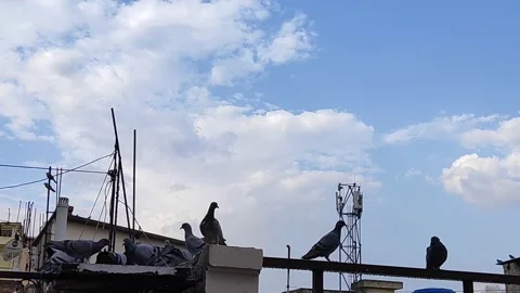 Flock of pigeons birds Stock Footage 132080983