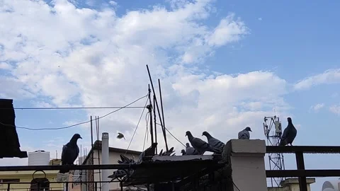 Flock of pigeons birds Stock Footage 132080985