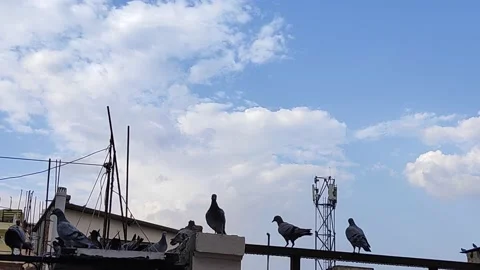 Flock of pigeons birds Stock Footage 132080986