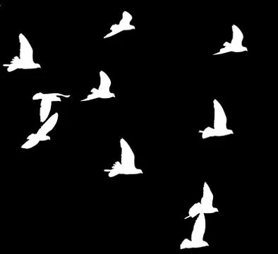 Flock of pigeons on a black background Stock Illustration