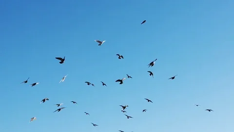 Flock of Pigeons in Blue Sky Stock Footage 101037420