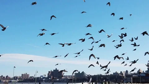 Flock of Pigeons in Blue Sky Stock Footage