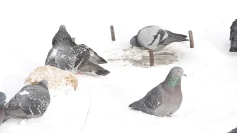 A flock of pigeons bluish pounded on the snow Stock Footage 70881158