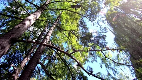 Flock Of Pigeons On Branches, Go Pro, 2.7K Stock Footage 120734099