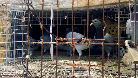 Flock Of Pigeons in cage Stock Footage 90189781