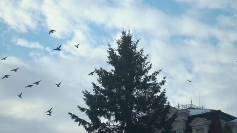 A flock of pigeons circling around the square. Slow motion. 4k Stockbeeldmateriaal 103284615