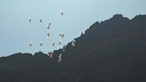 Flock of pigeons circling over desert mountains under blue sky Vídeo Stock 341452287
