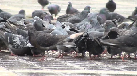A flock of pigeons in the city eating bread crumbs Stock Footage