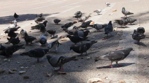 Flock of pigeons in the city Stock Footage 22914514