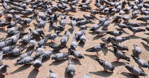 Flock of Pigeons close up view feeding on food grains in Rajasthan, India. Stock Footage 321615796