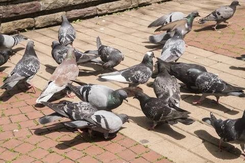 Flock of pigeons closeup Stock Photos