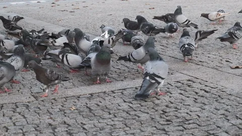 Flock of pigeons in cobblestone town square in Portugal, slow motion. Stock Footage 118732195