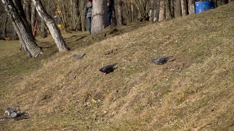 A flock of pigeons descends on the grass Stock Footage 127197478