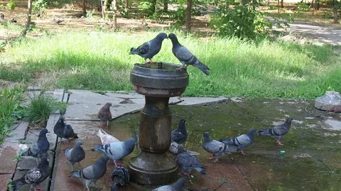 A flock of pigeons drinking water from a small fountain in the park on a sunn Stock Footage 321007812