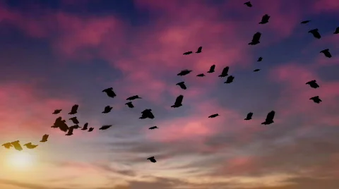 Flock of pigeons at dusk loop Stock Footage
