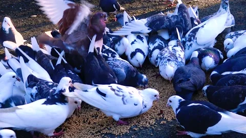 A flock of pigeons eat grain close-up Stock Footage 233728037