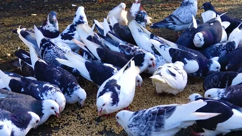 A flock of pigeons eat grain close-up Stock Footage 233728297