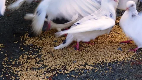 A flock of pigeons eat grain close-up Stock Footage 233728525