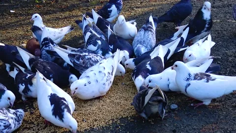 A flock of pigeons eat grain close-up Stock Footage 233728636
