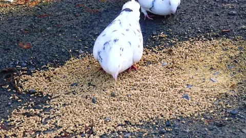 A flock of pigeons eat grain close-up Stock Footage 233728760