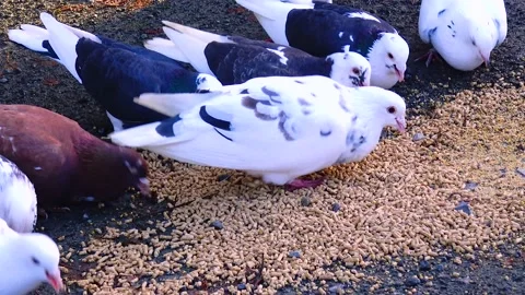 A flock of pigeons eat grain close-up Stock Footage 233728935