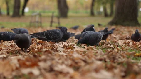 A flock of pigeons eat seeds Stock Footage 68447157