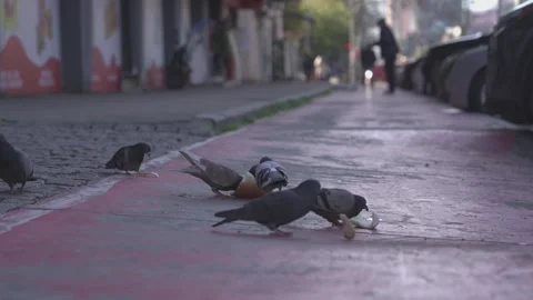 Flock of pigeons eating bread on a city sidewalk Stock Footage 333497757