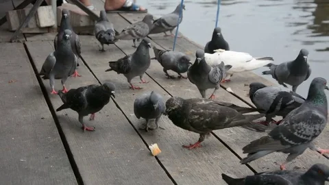 A flock of pigeons eating bread crumbs on wood floor at floating market ,Thailan Stock Footage 83800083