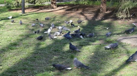 Flock of pigeons eating bread outdoors in park Stock-Footage 7740797