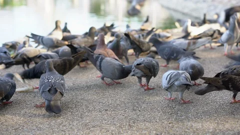 Flock of pigeons eating bread in the park. Stock Footage 105982455