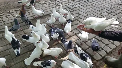 A flock of pigeons eating corn from the hand Stock Footage 208855180