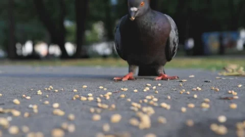 Flock of pigeons eating Stock Footage 8674384