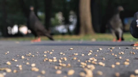 Flock of pigeons eating Stock Footage 8674410