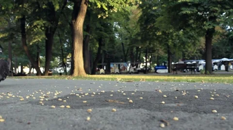 Flock of pigeons eating Stock Footage 8674487