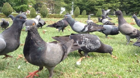 A flock of pigeons eating. Stock Footage 53767789