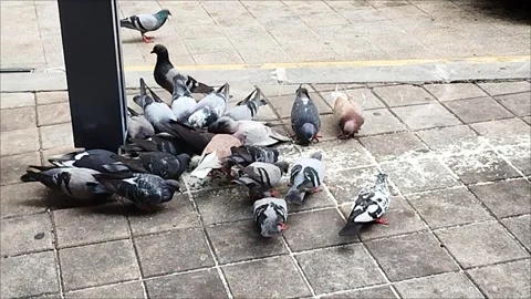 A flock of pigeons is eating grain on the side of the road Stock Footage 329093473