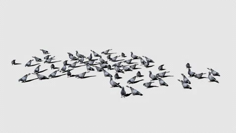Flock Of Pigeons Eating Green Screen Alpha Channel Animation Stock Footage