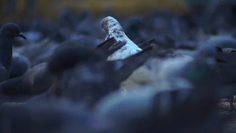 A flock of pigeons eating on the ground. Stock Footage 111858696
