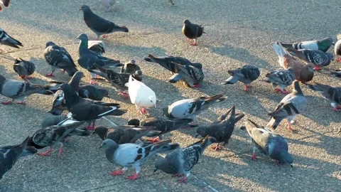 A flock of pigeons eating off the ground Stock Footage 294674048