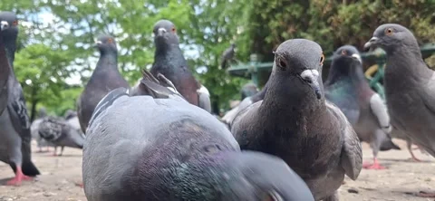 Flock of pigeons eating on ground Stock Footage 336894993