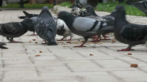 Flock of pigeons eating nuts on the road Stockbeeldmateriaal 24603679