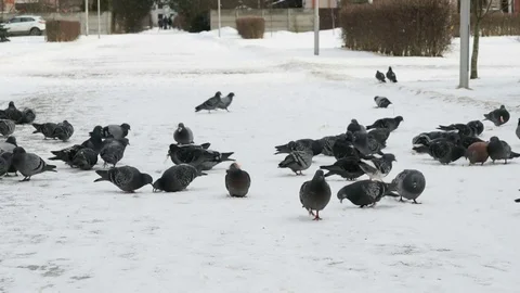 Flock of pigeons eating switchgrass in park Stock Footage 82954795