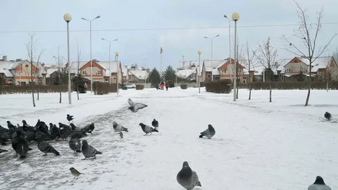 Flock of pigeons eating switchgrass in park Vídeo Stock 84189691