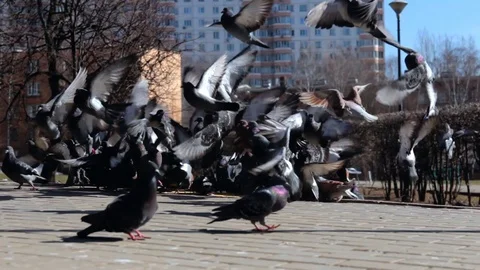 A flock of pigeons eats bread and takes off on a city street. Stock-Footage 127667903