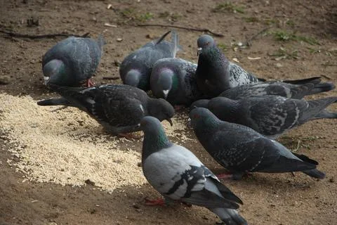 The flock of pigeons eats bread on the ground Stockfoto's