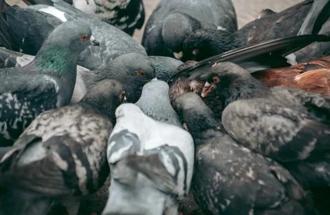 A flock of pigeons eats on the street Stock Photos